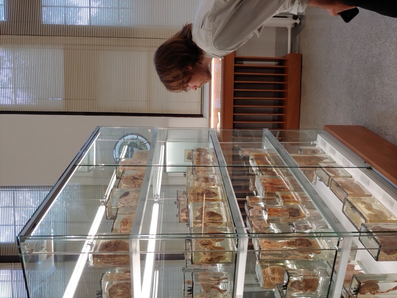 Musée Maude Abbott, Université McGill - Image 4